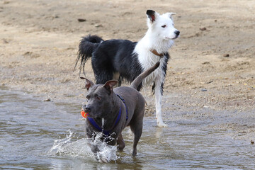 juego de perros