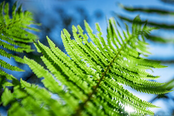 Fern in the forest against the blue sky. Flower plants outdoors. Beautiful background green and blue-green color.