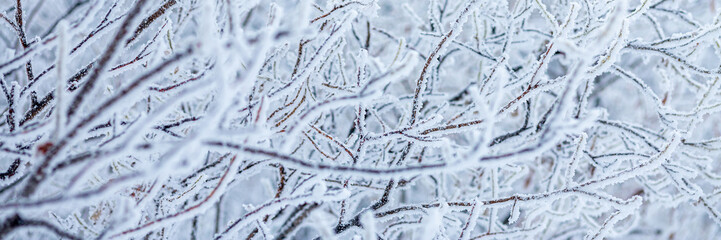 Snow and rime ice on the branches of bushes. Beautiful winter background with trees covered with hoarfrost. Plants in the park are covered with hoar frost. Cold snowy weather. Cool frosting texture.