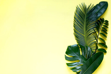 Fototapeta na wymiar Tropical leaves on a yellow black background monstera, ficus, palm, zamiokulkas .On a yellow background.