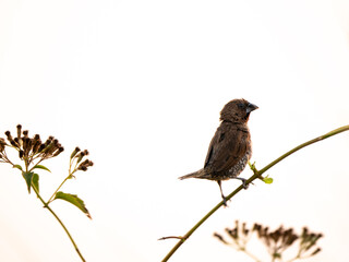 Fototapeta premium Sparrow Perched on The Branch