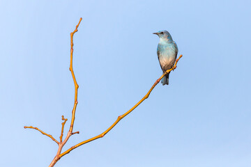 Single mountain bluebird perching on a tree branch against a blue sky