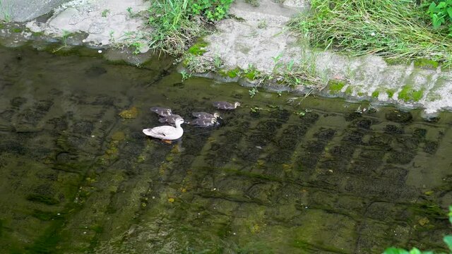 In many rivers in the Tokyo neighborhood it is very common to see different types of animals. Groups of ducks are almost always found. In this case, a mother duck with her young.