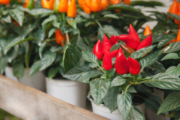 Decorative potted pepper
