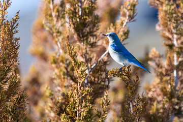 Single mountain bluebird perching in a juniper tree with berries on it