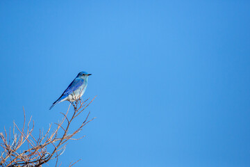 Single mountain bluebird perching on a tree branch against a blue sky