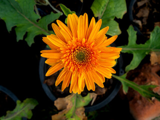 Yellow Gerbera Blooming in The Flowerpot