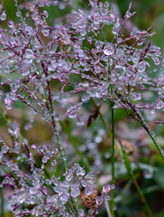 Close up view of purple herbs with dew water drops