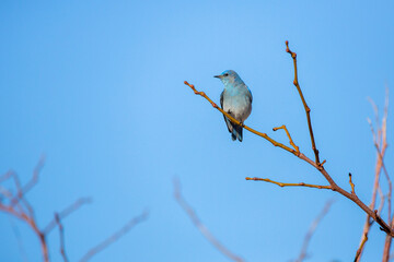 Single mountain bluebird perching on a tree branch against a blue sky