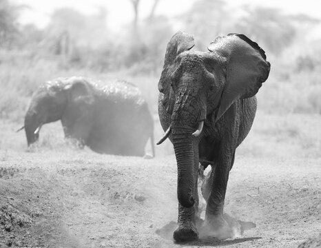 Black and white image of a young elephant running and kicking up dust.
