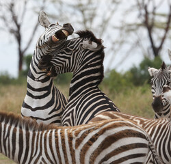 Naklejka premium Zebras jumping up and fighting with each other.