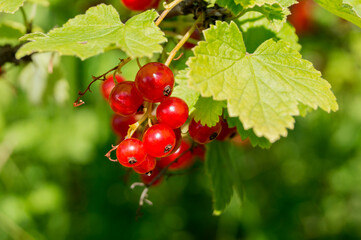 red currant grows on a Bush