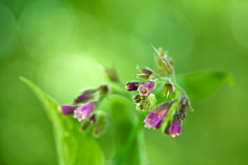 The Common Comfrey (Symphytum officinale) flowering plant on a green bokeh background.