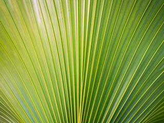 Striped of Pattern Fountain Palm Leaf