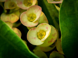 Yellow Crown of Thorns Flowers  Blooming