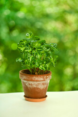 Syngonium plant in the old clay pot on a green bokeh background.