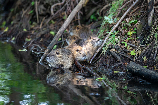 Beaver family on the bank of the river