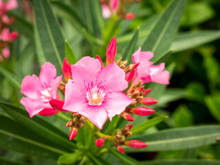 Pink Oleander Flowers Blooming