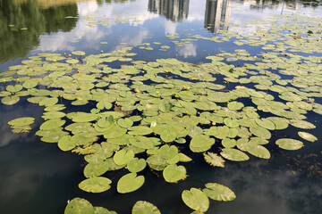 View of lake with water lilies