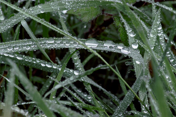 Close up view of purple herbs with dew water drops