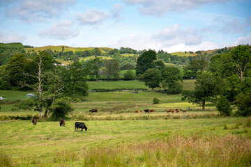 Obraz premium Wypas krów