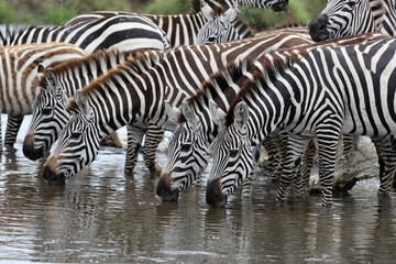 Fototapeta na wymiar Zebras next to each other drinking from a dam.