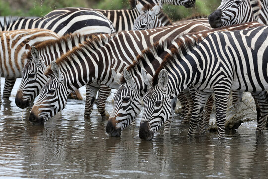Zebras next to each other drinking from a dam.