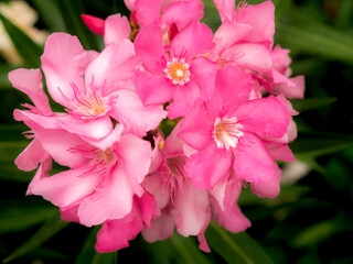 Bouquet of Pink Oleander Flowers Blooming in The Garden