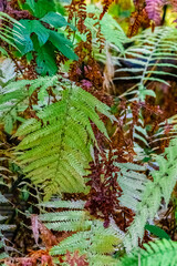 Background from colorful autumn fern leaves