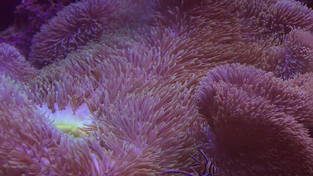 Bright fluffy Sea Anemon close -up in slow movement. Coral reef. Underwater macro video