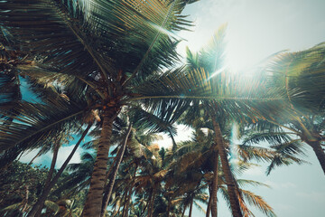 Palm trees under a shining sun in Bois Jolan beach in Guadeloupe