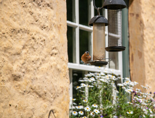 窓辺で餌を食べる小鳥