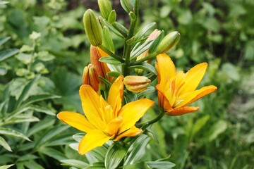 Naklejka na ściany i meble Beautiful yellow Lily in the summer garden 