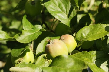 Green apples on a tree in the garden 