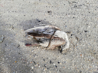 Larus