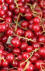 Ripe red currants on the market macro