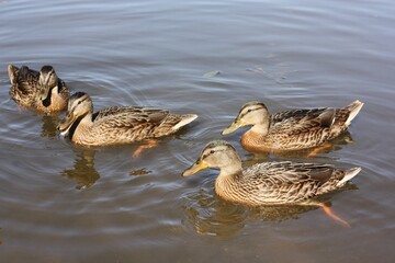 Brown ducks swim in the lake view