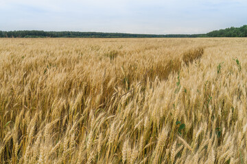 Wheat field	
