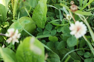 Glade with green clover in the forest