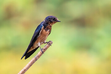 Image of barn swallow bird (Hirundo rustica) on a branch on the natural background. Martin, Bird. Animal.
