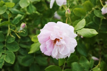 Obraz premium Beautiful pink rose in the garden macro 