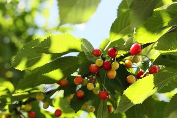 Red and yellow cherries on the tree 