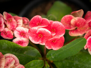 Red Crown and White Petals Border of Thorns Flowers  Blooming