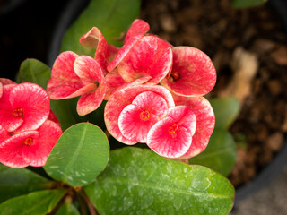 Red Crown and White Petals Border of Thorns Flowers  Blooming