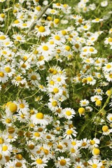 Beautiful view white daisies in the field