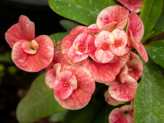 Red Crown and White Petals Border of Thorns Flowers  Blooming
