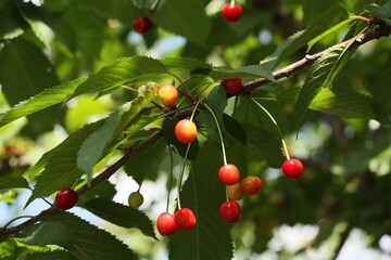 Red and yellow cherries on the tree 