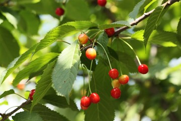 Red and yellow cherries on the tree 