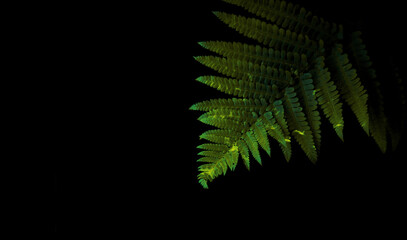 Fern leaf isolated on a black background