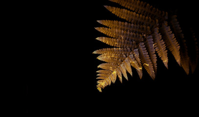 Gold fern leaf isolated on a black background